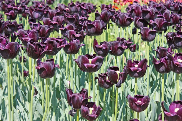 Tmavě fialové Tulipán — Stock fotografie
