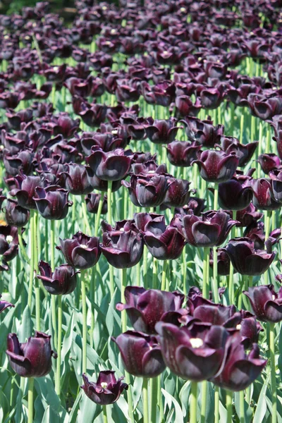 Tulipa púrpura escura — Fotografia de Stock