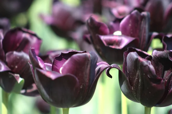 Tumma violetti tulppaani — kuvapankkivalokuva