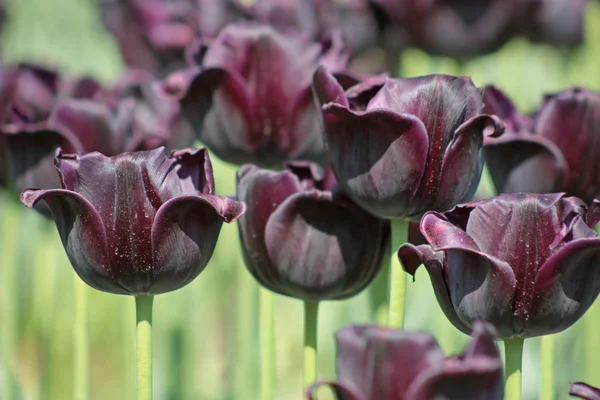 Tulipa púrpura escura — Fotografia de Stock