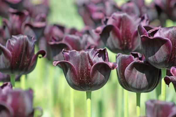 Tulipa púrpura escura — Fotografia de Stock