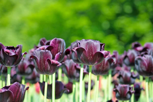 Tulipa púrpura escura — Fotografia de Stock
