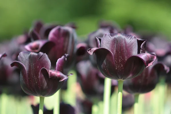 Dunkelviolette Tulpe — Stockfoto