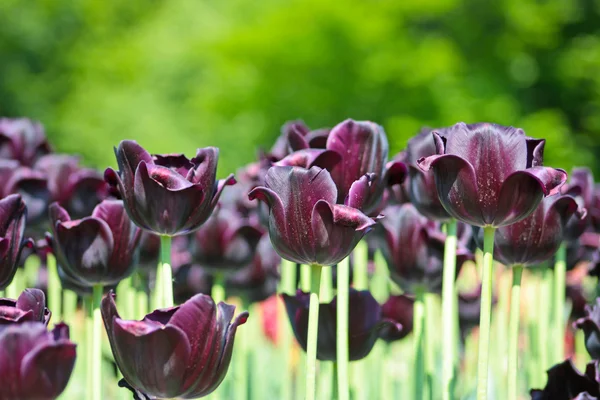 Tulipa púrpura escura — Fotografia de Stock