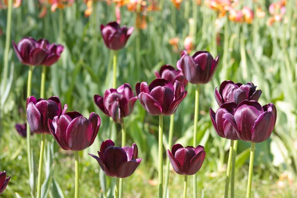 Tulipa púrpura escura — Fotografia de Stock