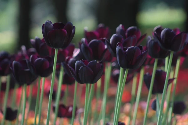 Dark purple tulip — Stock Photo, Image