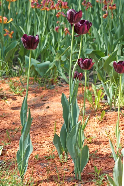 Tulipa púrpura escura — Fotografia de Stock