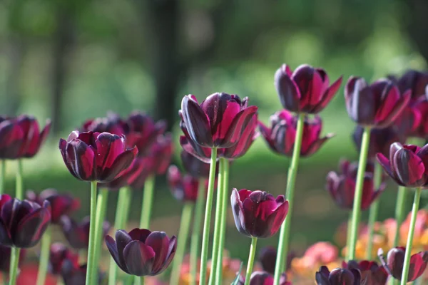 Dunkelviolette Tulpe — Stockfoto