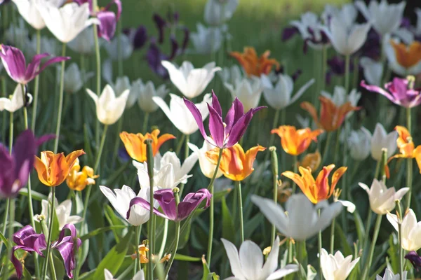 Colorful tulips — Stock Photo, Image