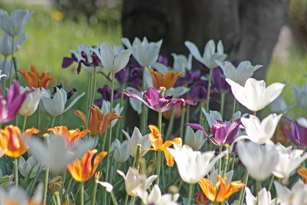 Colorful tulips — Stock Photo, Image