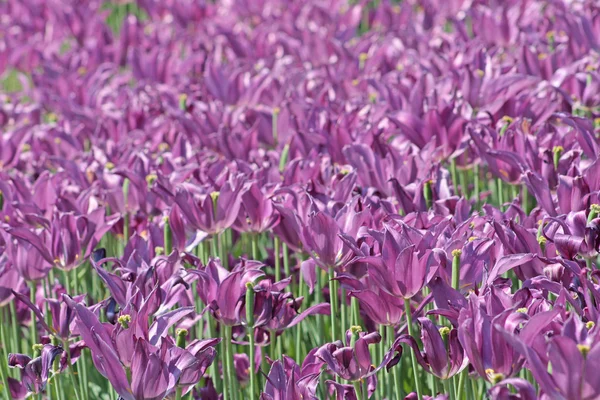 Tulipas de primavera violeta — Fotografia de Stock