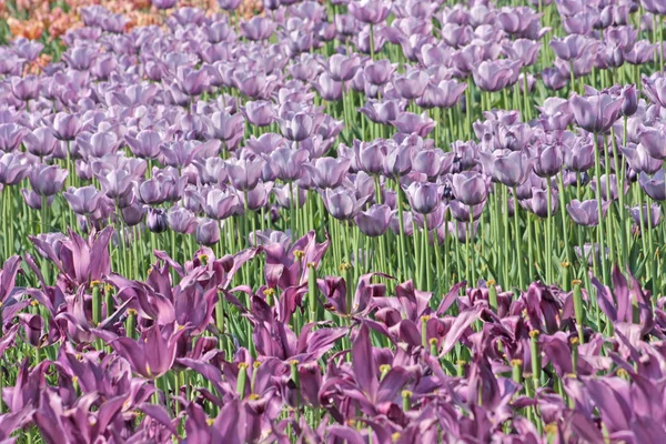 Tulipas de primavera violeta — Fotografia de Stock