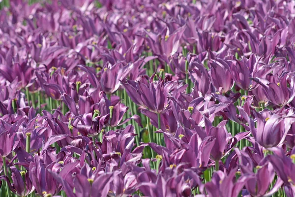 Fialový jarní tulipány — Stock fotografie