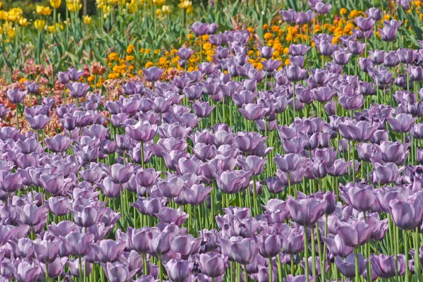 Fialový jarní tulipány — Stock fotografie