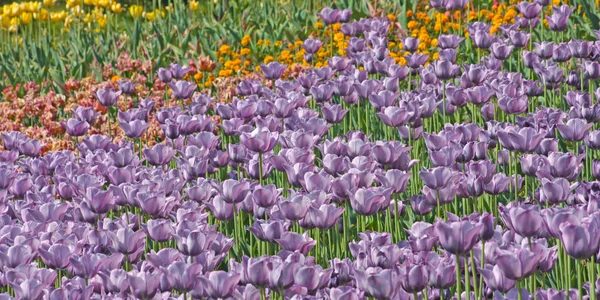 Fialový jarní tulipány — Stock fotografie