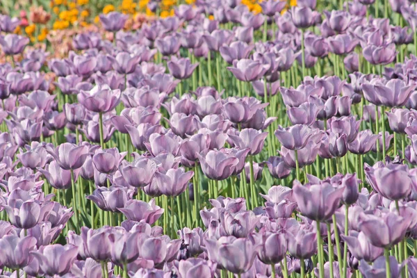 Fialový jarní tulipány — Stock fotografie