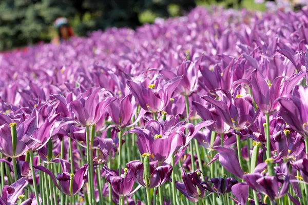 Fialový jarní tulipány — Stock fotografie