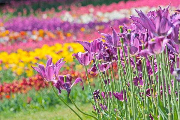 Barevné tulipány — Stock fotografie