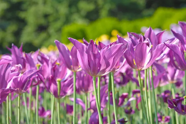Tulipas de primavera violeta — Fotografia de Stock