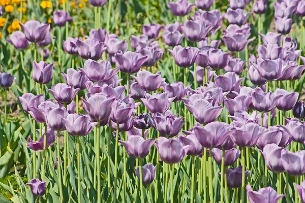 Tulipas de primavera violeta — Fotografia de Stock