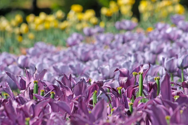 Violet spring tulips — Stock Photo, Image