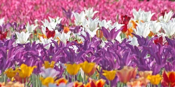 Colorful tulips — Stock Photo, Image