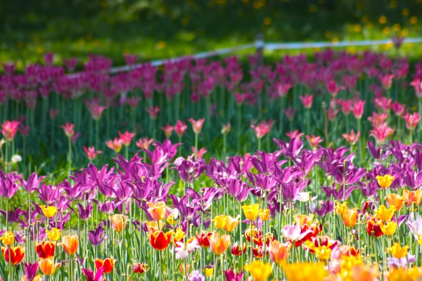 Tulipani colorati — Foto Stock