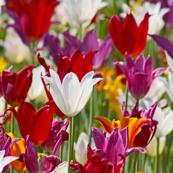 Tulipes colorées — Photo