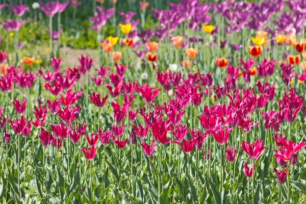 Tulipas coloridas — Fotografia de Stock