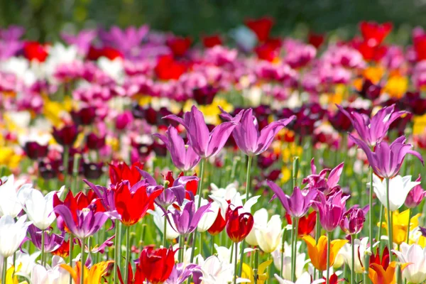 Colorful tulips — Stock Photo, Image