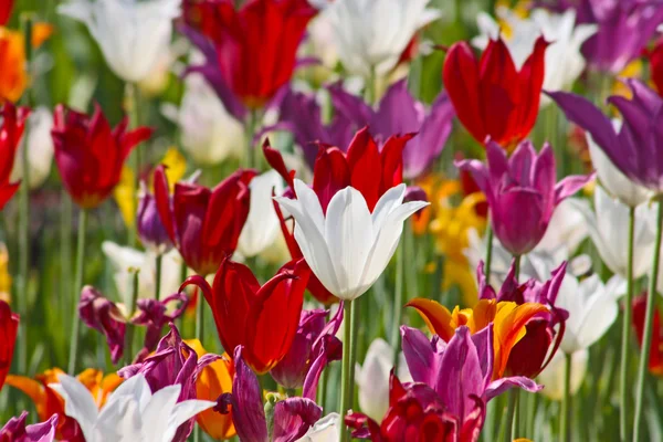 Tulipani colorati — Foto Stock