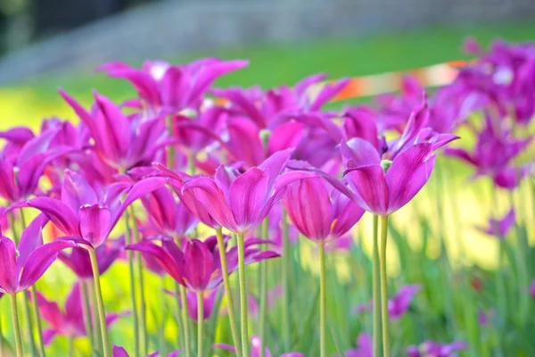 Violet spring tulips — Stock Photo, Image