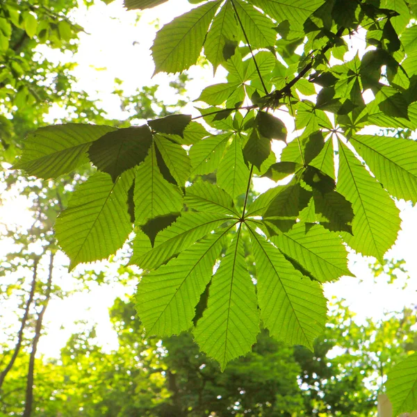Chesnut 트리 leafes — 스톡 사진