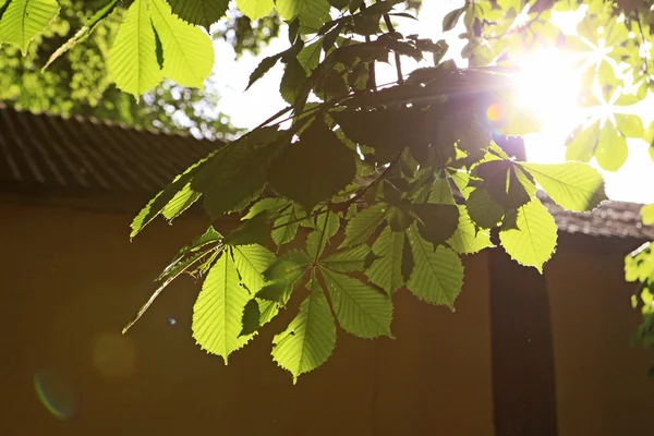 Hojas de castaño — Foto de Stock