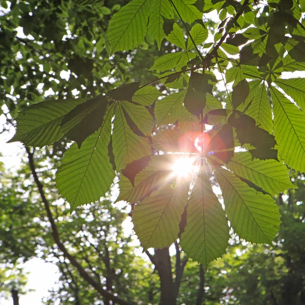 Chesnut 트리 leafes — 스톡 사진