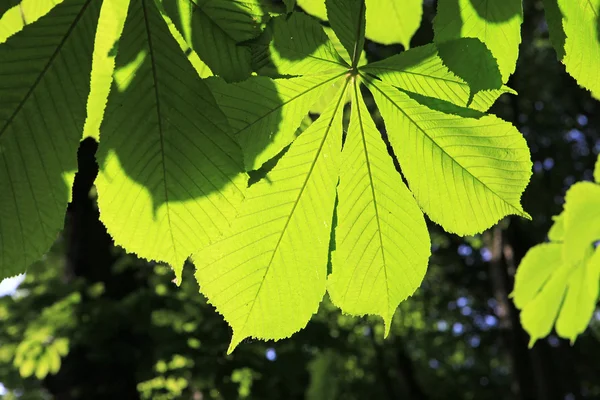 Chestnut випадки дерево leafes — стокове фото