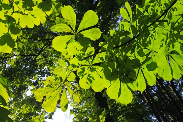 Chestnut випадки дерево leafes — стокове фото