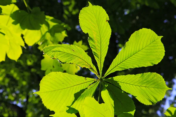 Chesnut 트리 leafes — 스톡 사진
