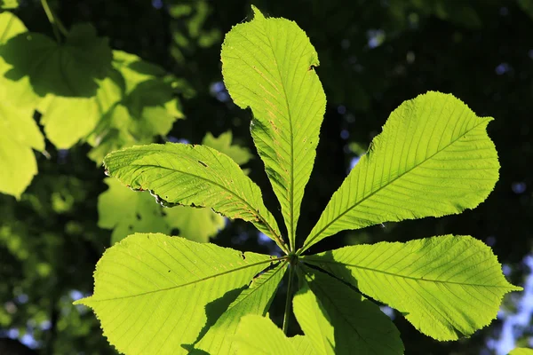 Chestnut випадки дерево leafes — стокове фото