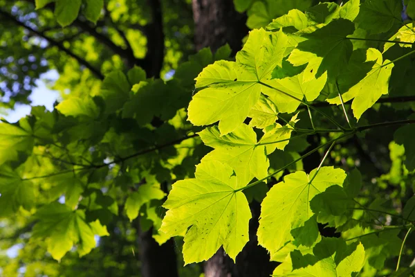 Leafes δέντρο της καστανιάς — Φωτογραφία Αρχείου