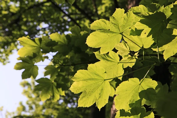 Chestnut випадки дерево leafes — стокове фото