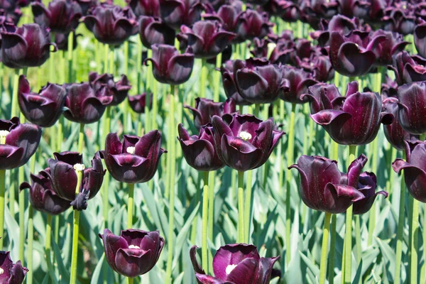 Dark purple tulip — Stock Photo, Image