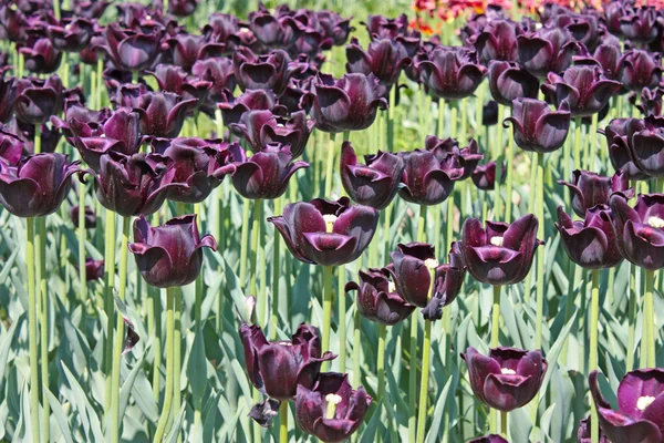 Tulipa púrpura escura — Fotografia de Stock