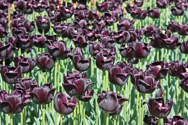 Темно-фиолетовый тюльпан — стоковое фото