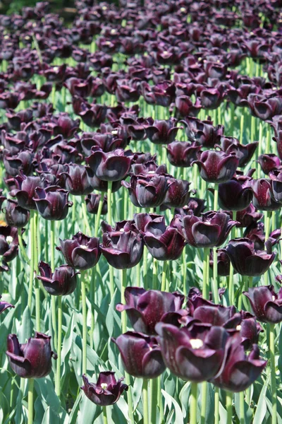 Dark purple tulip — Stock Photo, Image