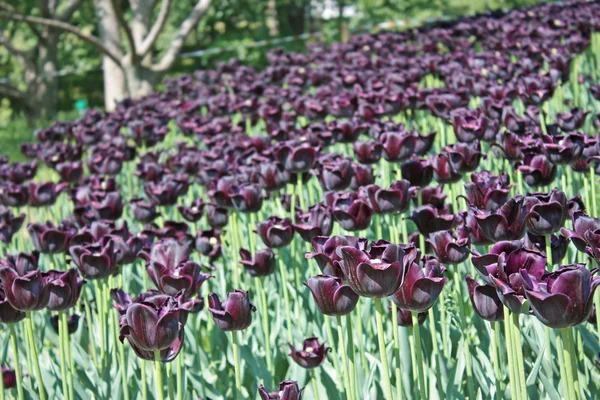 Темно-фиолетовый тюльпан — стоковое фото