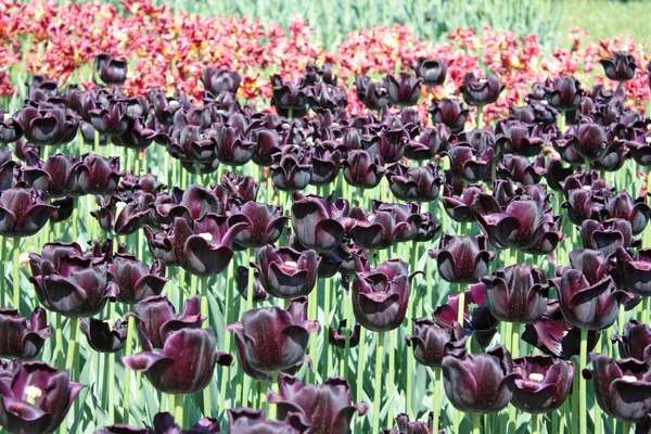 Tulipan fioletowy ciemny — Zdjęcie stockowe