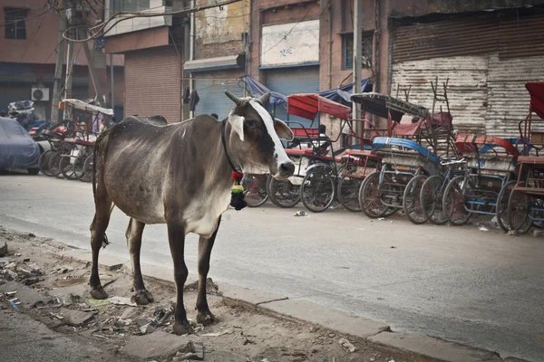 Krowy na ulicy — Zdjęcie stockowe