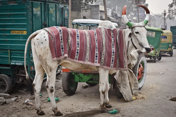 インドの牛角を持つ — ストック写真