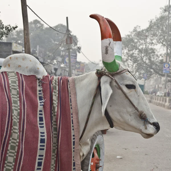 கொம்புகளைக் கொண்ட இந்திய பசு — ஸ்டாக் புகைப்படம்